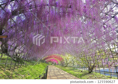 [Fukuoka Prefecture] Wisteria tunnel in full bloom at Kawachi Fuji Garden 125590627