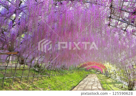 [Fukuoka Prefecture] Wisteria tunnel in full bloom at Kawachi Fuji Garden 125590628