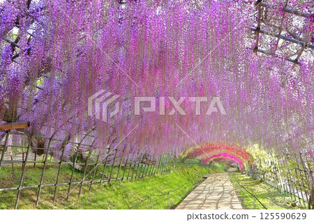 [Fukuoka Prefecture] Wisteria tunnel in full bloom at Kawachi Fuji Garden 125590629