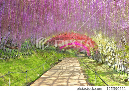 [Fukuoka Prefecture] Wisteria tunnel in full bloom at Kawachi Fuji Garden 125590631