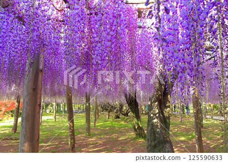 【福岡縣】河內藤園盛開的紫藤棚 125590633