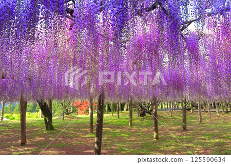 [Fukuoka Prefecture] The large wisteria trellis in full bloom at Kawachi Fuji Garden 125590634