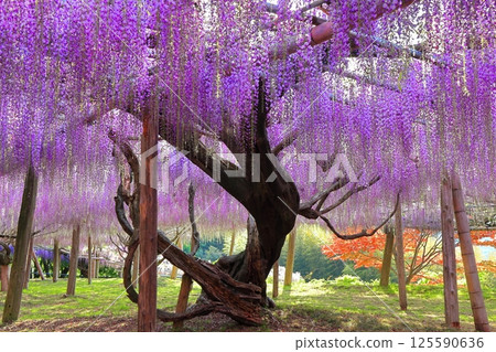 [Fukuoka Prefecture] The large wisteria trellis in full bloom at Kawachi Fuji Garden 125590636