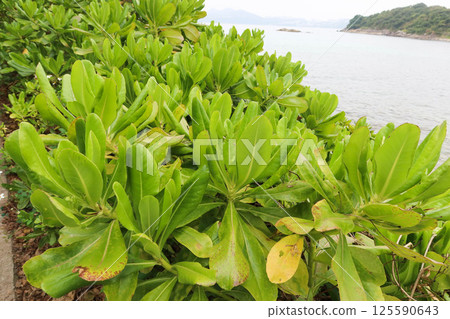 close up of Beach Naupaka, also known as Hawaiian Half Flower, by the seaside with and island shown at the back 125590643