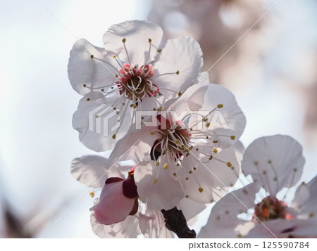 紅梅花告訴春天的到來 125590784