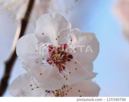 紅梅花告訴春天的到來 125590786