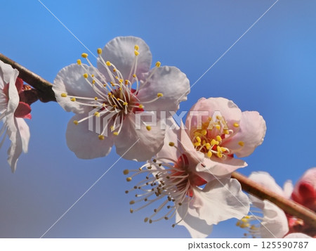 紅梅花告訴春天的到來 125590787