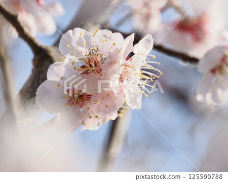 Red plum blossoms telling the coming of spring 125590788