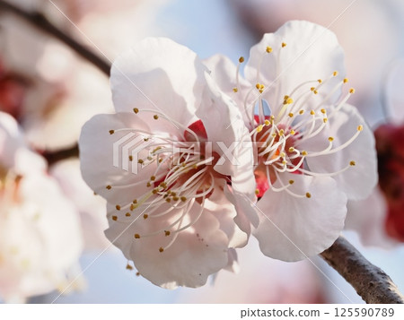 Red plum blossoms telling the coming of spring Red plum blossoms telling the coming of spring 125590789