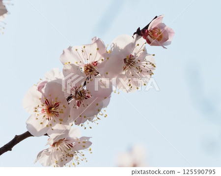 Red plum blossoms telling the coming of spring Red plum blossoms telling the coming of spring 125590795