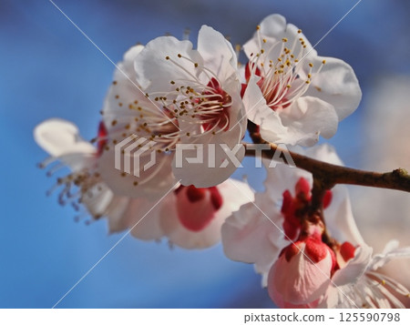 Red plum blossoms telling the coming of spring Red plum blossoms telling the coming of spring 125590798