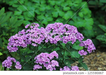 Pink phlox flower spikes in close up 125590867