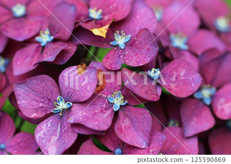 Pink mophead Hydrangea flowers in macro close up Pink mophead Hydrangea flowers in macro close up 125590869