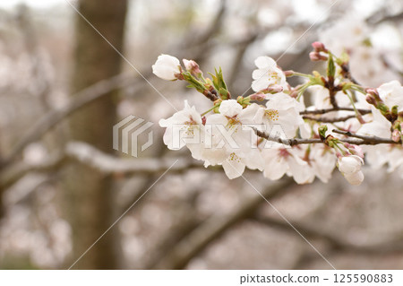 Brightly blooming Somei-Yoshino cherry trees 125590883