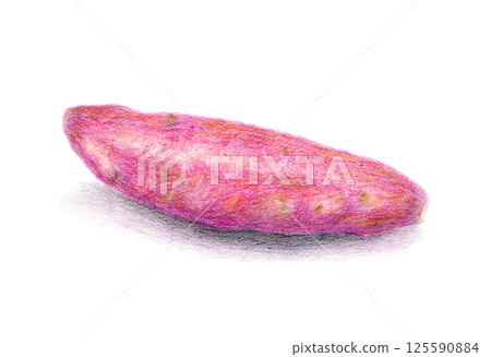 Hand-drawn illustration of sweet potato drawn with colored pencils 125590884