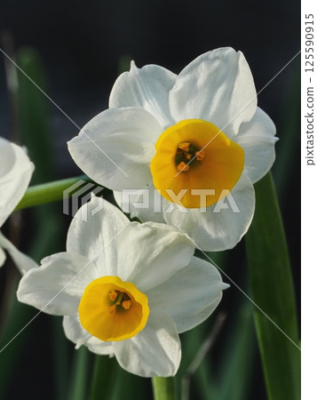 Japanese flower of flower Japanese flower of flower 125590915