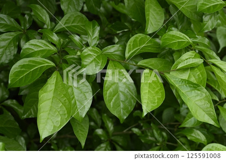 cocksail年輕葉子 cocksail年輕葉子 125591008