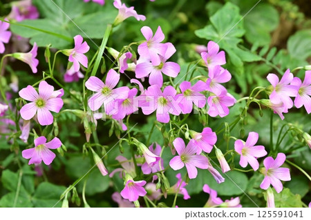 Violet wood-sorrel Violet wood-sorrel 125591041
