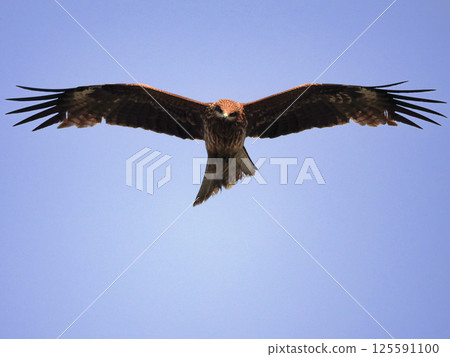 黑鳶尋找食物 黑鳶尋找食物 125591100