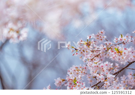 Yoshino cherry tree in full bloom and blue sky Yoshino cherry tree in full bloom and blue sky 125591312