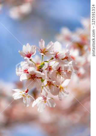 藍天白雲下,染井吉野櫻花盛開 藍天白雲下,染井吉野櫻花盛開 125591314