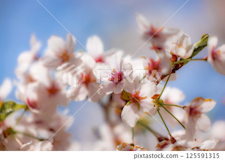 Somei-Yoshino cherry blossoms in full bloom against the blue sky 125591315
