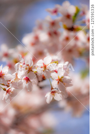 Cherry blossoms in full bloom and buds, spring sunshine 125591316