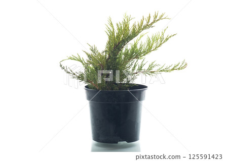 Small decorative juniper bush in a container Small decorative juniper bush in a container 125591423