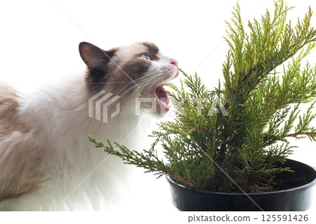 Ragdoll cat eating green juniper bush 125591426