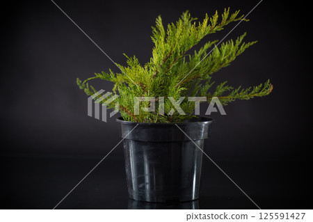Juniper bush in a pot on a black background 125591427