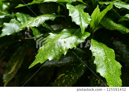 日本金葉珊瑚（有水滴） 125591432