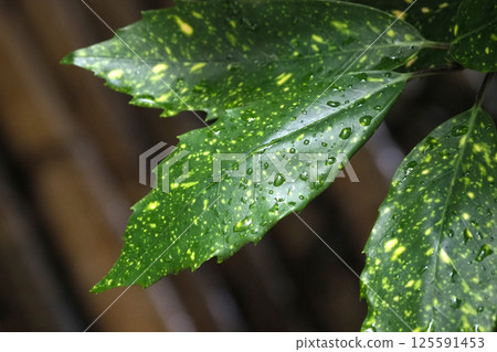 Aucuba japonica (with water droplets) 125591453