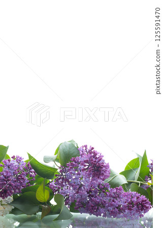 Spring bouquet of lilacs in white and purple shades on a background Spring bouquet of lilacs in white and purple shades on a background 125591470