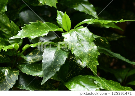 Aucuba japonica (with water droplets) Aucuba japonica (with water droplets) 125591471