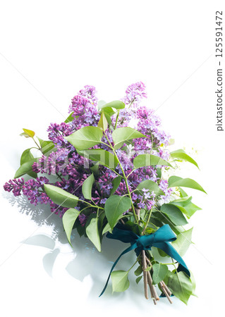 Blooming white and purple lilacs isolated on a light background 125591472