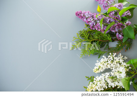 Delicate lilac branches isolated on a gray background 125591494