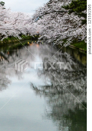 Japan's No. 1 Yoshino Cherry Blossom Corridor in Hirosaki City, Aomori Prefecture 125591505