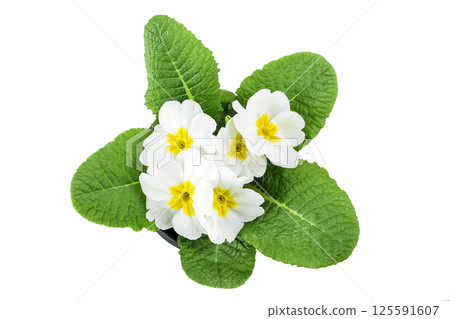 white primrose isolated on white background. Top view. Flat lay 125591607