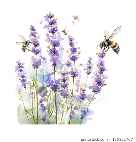 Lavender flowers attract bees during sunny afternoon in a serene garden setting Lavender flowers attract bees during sunny afternoon in a serene garden setting 125591707