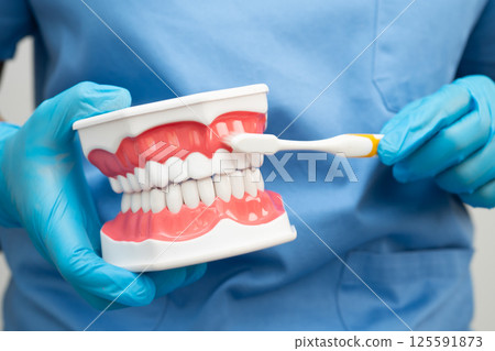 Doctor clean teeth denture with toothbrush for teach patient and dentist studying about dentistry. Doctor clean teeth denture with toothbrush for teach patient and dentist studying about dentistry. 125591873