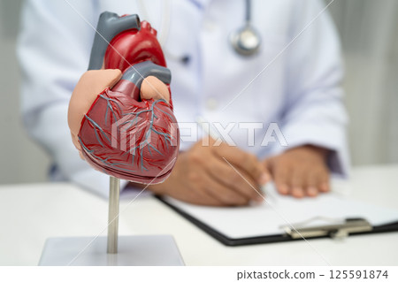 Cardiovascular disease CVD, doctor with heart human model anatomy for treatment patient in hospital. 125591874