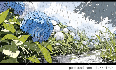 Hydrangeas in full bloom and rainy season 125591892