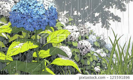 Hydrangeas in full bloom and rainy season 125591896