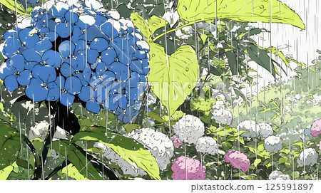 Hydrangeas in full bloom and rainy season 125591897
