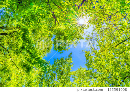 日本橫濱城市景觀。新綠的季節。陽光透過樹木…綠色植物的圖像…=4 月 27 日 日本橫濱城市景觀。新綠的季節。陽光透過樹木…綠色植物的圖像…=4 月 27 日 125591908
