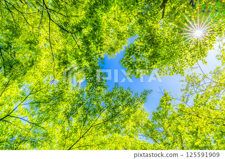 日本橫濱城市景觀。新綠的季節。陽光透過樹木…綠色植物的圖像…=4 月 27 日 日本橫濱城市景觀。新綠的季節。陽光透過樹木…綠色植物的圖像…=4 月 27 日 125591909
