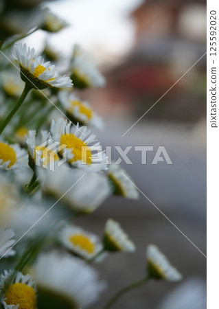 春天路邊盛開的菊花 125592020