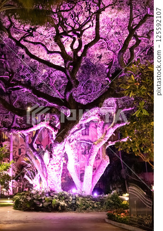 夏威夷皇家夏威夷飯店赫爾莫爾花園的夜景 夏威夷皇家夏威夷飯店赫爾莫爾花園的夜景 125592107