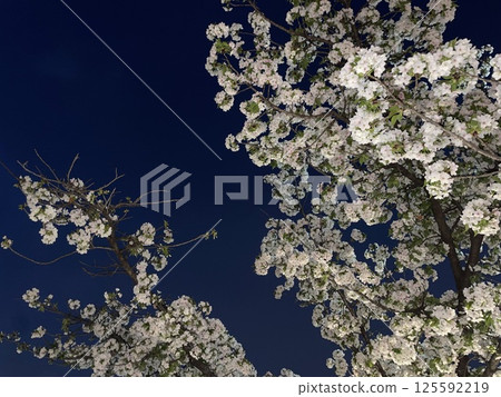 Cherry blossoms at night Cherry blossoms at night 125592219