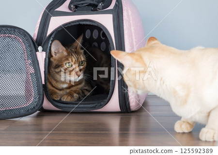 Luxury pet carrier with purebred cat in minimalist home interior Luxury pet carrier with purebred cat in minimalist home interior 125592389